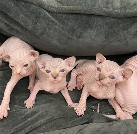 Cats for sale miami - sphynx kittens for sale, sphynx kitten for sale, sphynx cats for sale. Seasonal and hormonal changes in the cat may also affect hair development. The texture of Sphynx skin has been compared to a suede hot water bottle or warm chamois. They are very warm to the touch that you may just want to cuddle up with them-especially in cold weather. 